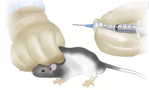 A Beginners Guide on How to Inject Mice