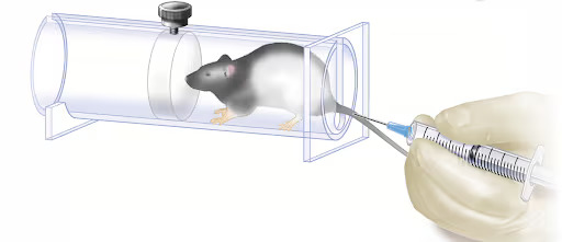 A Beginners Guide on How to Inject Mice