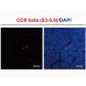Anti-Mouse CD8 Beta (53-5.8) In Vivo Antibody - Low Endotoxin