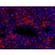 Anti-Mouse Ly-6G (1A8) In Vivo Antibody - Low Endotoxin