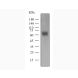 Western blot of ichorbio's pembrolizumab biosimilar using recombinant human PD-1.