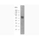 Western blot of ichorbio's toripalimab biosimilar detecting PD-1