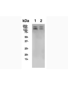 Bulk Anti-Human CD56 (ERIC-1) Antibody