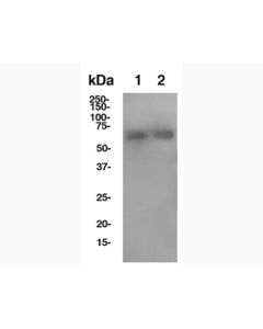 Bulk Anti-Human PD-L2 (3.2) Antibody