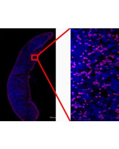Anti-Mouse CD8 (YTS-169) In Vivo Antibody - Low Endotoxin