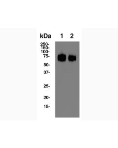 Anti-CD62L (MEL-14) In Vivo Antibody - Low Endotoxin