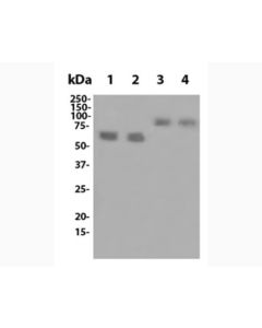 Anti-Mouse LAG-3 (C9B7W) In Vivo Antibody - Low Endotoxin