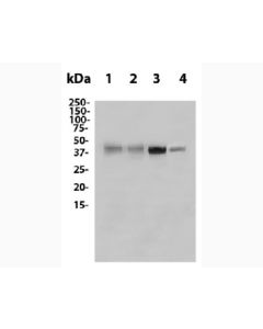 Anti-CTLA-4 (9H10) In Vivo Antibody - Low Endotoxin