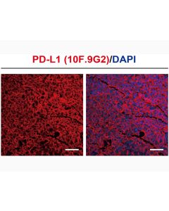 Anti-Mouse PD-L1 (10F.9G2) In Vivo Antibody - Low Endotoxin
