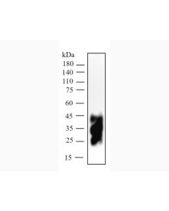 Anti-Mouse PD-1 (29F.1A12) In Vivo Antibody - Low Endotoxin