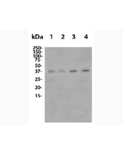 Anti-Mouse CTLA-4 (9D9) In Vivo Antibody - Low Endotoxin