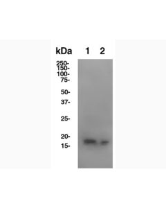 Anti-Mouse IL-1b (B122) In Vivo Antibody - Low Endotoxin