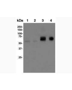 Anti-Mouse IFNAR1 (MAR1-5A3) In Vivo Antibody - Low Endotoxin