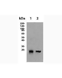 Anti-Mouse IFN Beta (MIB-5E9.1) In Vivo Antibody - Low Endotoxin
