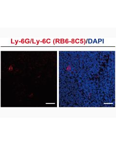 Anti-Mouse Ly-6G/Ly-6C (RB6-8C5) In Vivo Antibody - Low Endotoxin