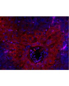 Anti-Mouse TNF Alpha (TN3-19.12) In Vivo Antibody - Low Endotoxin