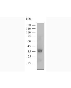 Durvalumab Biosimilar - Research Grade