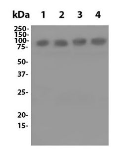Anti-Mouse CD54 (YN1/1.7.4) In Vivo Antibody - Low Endotoxin