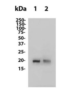 Anti-IFN Beta (HDB-4A7) In Vivo Antibody - Low Endotoxin