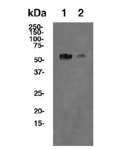 Anti-Mouse 4-1BB (3H3) In Vivo Antibody - Low Endotoxin