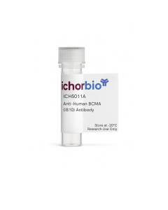 Anti-Human BCMA (IB10) Antibody