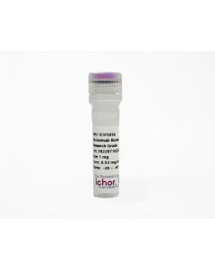 Anti-CD45R (RA3-6B2) In Vivo Antibody - Low Endotoxin