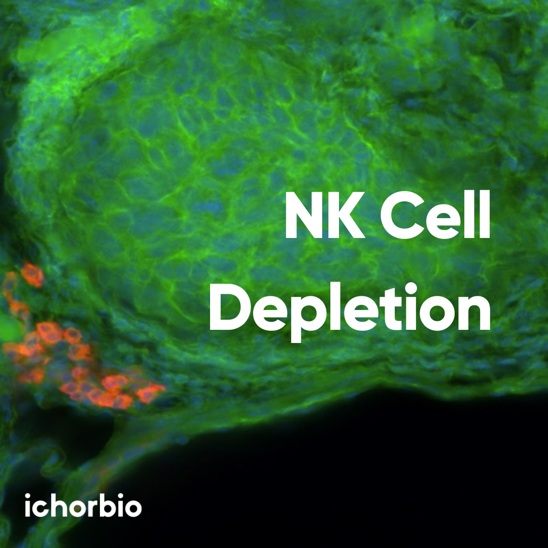 How to Deplete NK Cells in vivo