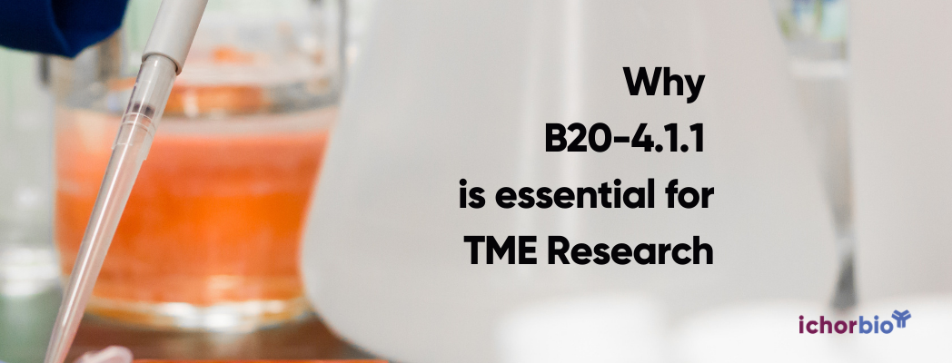 Unlocking Combinatorial Immuno-Oncology: Why Clone B20-4.1.1 is Essential for Preclinical TME Research