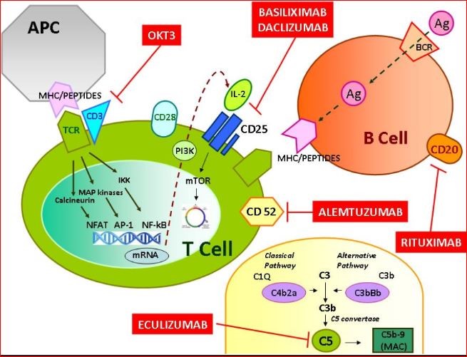 Basiliximab: A Comprehensive Overview