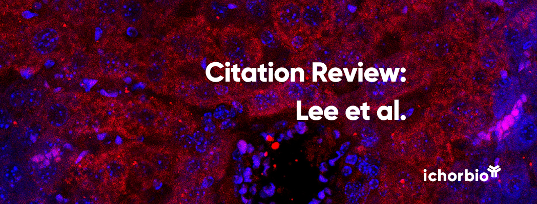 Precision Glycomics: Leveraging Isotope Labeling for Enhanced Biosimilarity Assessment