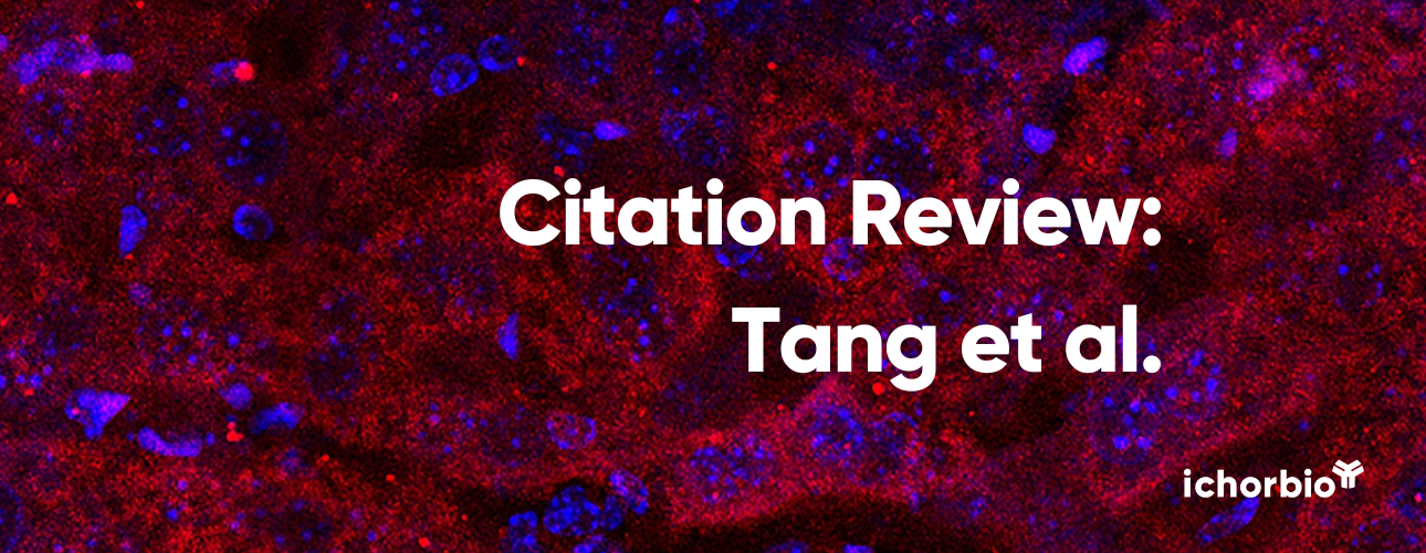 Revolutionizing Breast Cancer Treatment: Boosting Proteasome Inhibitor Efficacy Through CD8+ T Cell Immunity