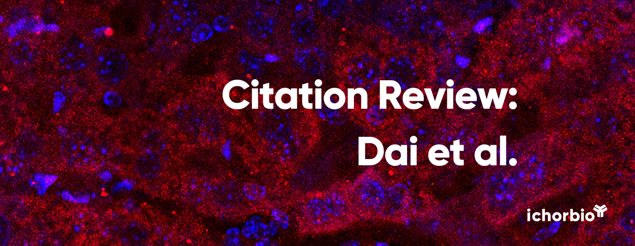 Humoral Immunity's Unexpected Role in Checkpoint Immunotherapy