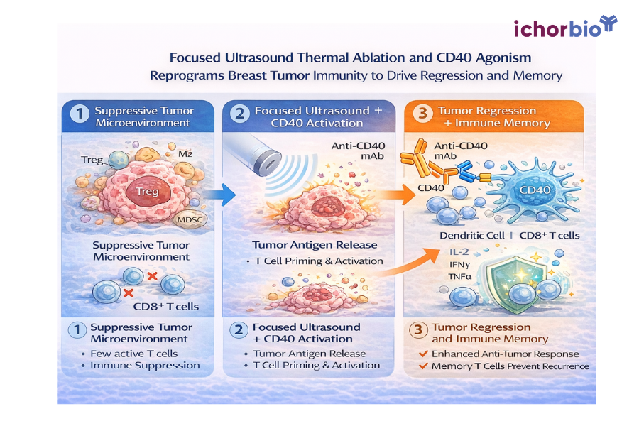 Synergizing Thermal Ablation and CD40 Agonism: A New Paradigm for Immunologically "Cold" Breast Tumors