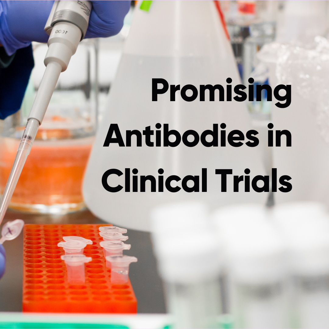 Promising Antibodies in Clinical Trials: 2024
