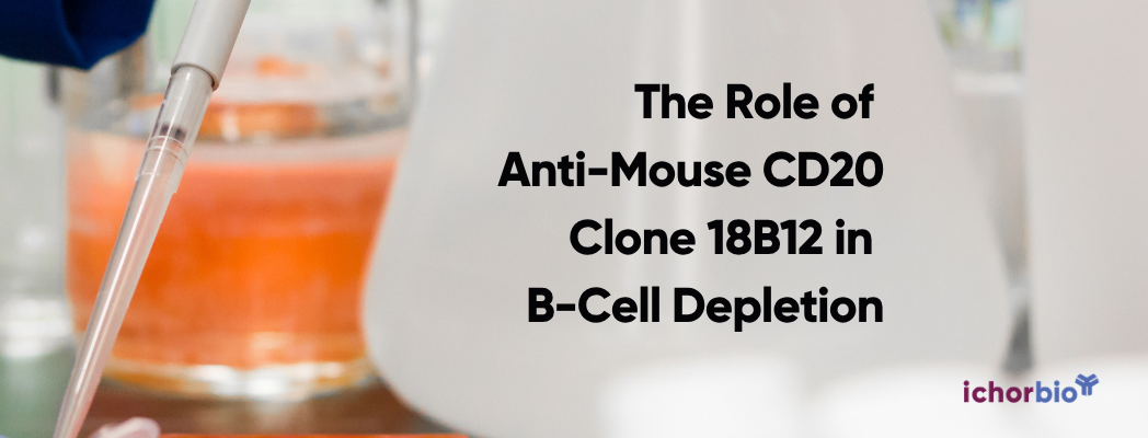 The Role of Anti-Mouse CD20 Clone 18B12 in B-Cell Depletion