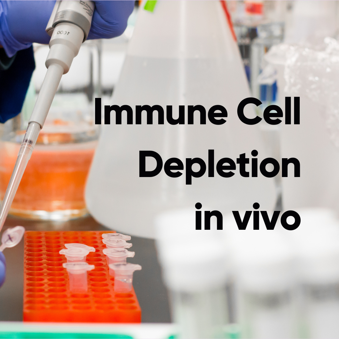 Targeting Proteins for Immune Cell Depletion in Vivo