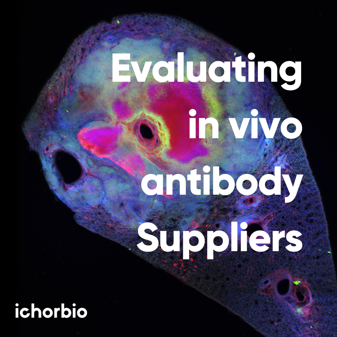 Essential Factors to Consider When Evaluating In Vivo Antibody Suppliers