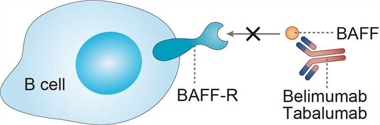 Tabalumab: A Comprehensive Overview