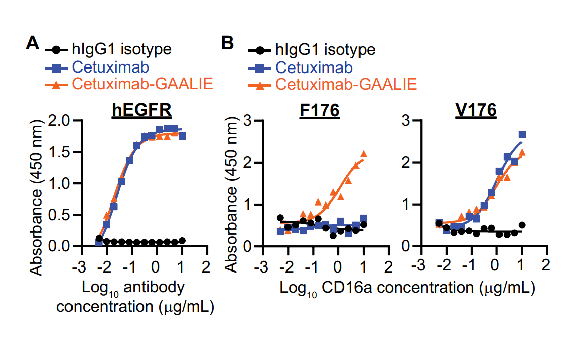 Cetuximab Gaalie