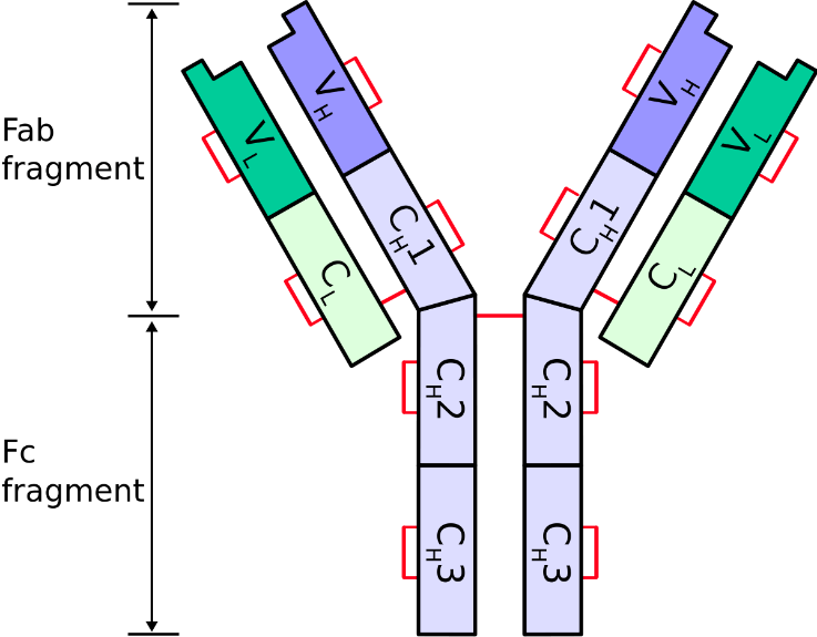 Isotype Fragment