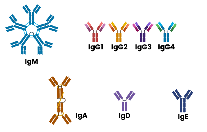 Isotypes