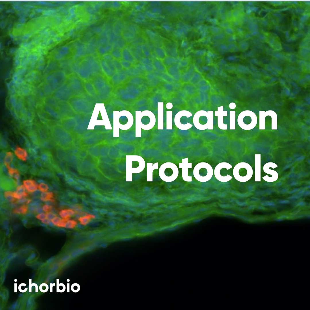 Application protocol for in vivo experiments