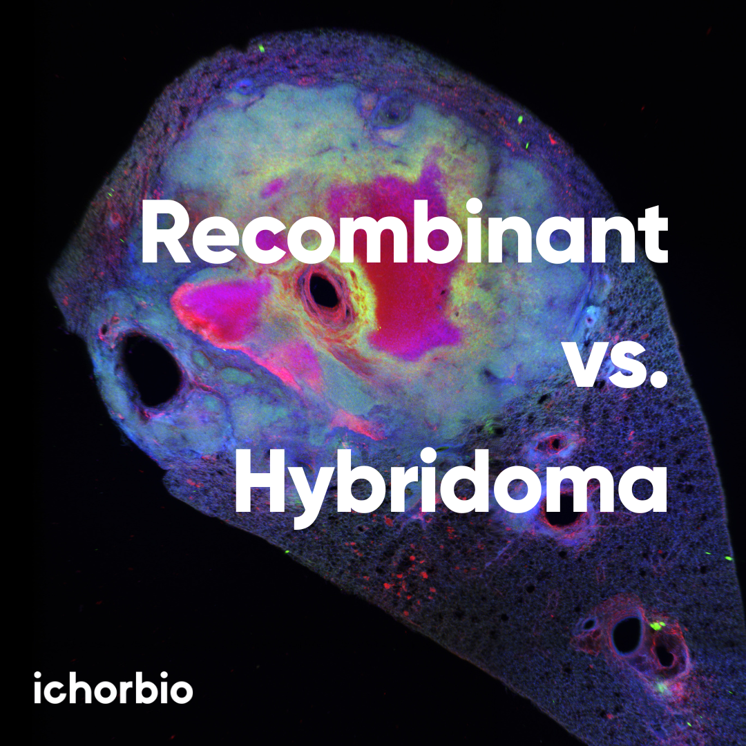 Recombinent vs. Hybridoma