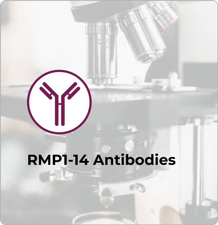 RMP1-14 Antibodies